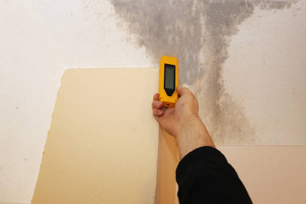 Best Mold Remediation for Rental Properties  in USA