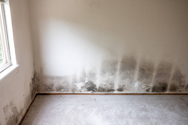 Best Attic Mold Removal  in USA